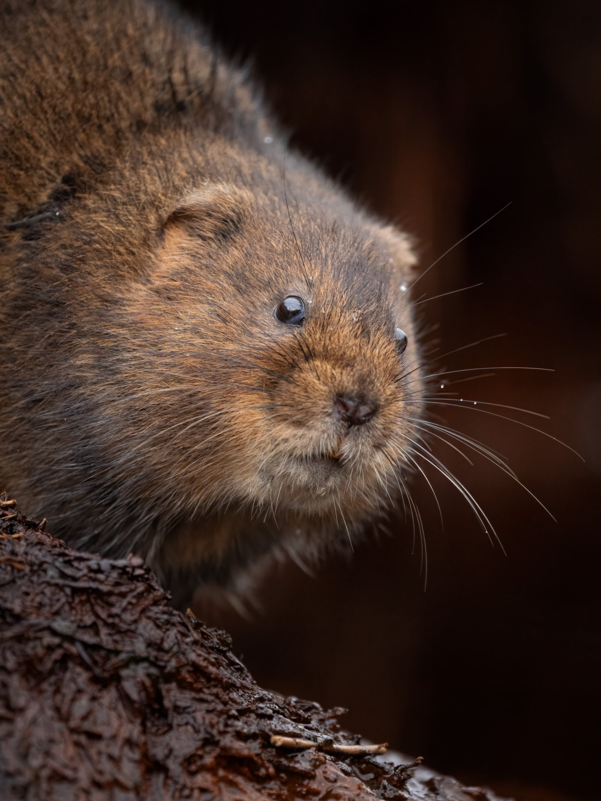 Water Vole Photography Workshop