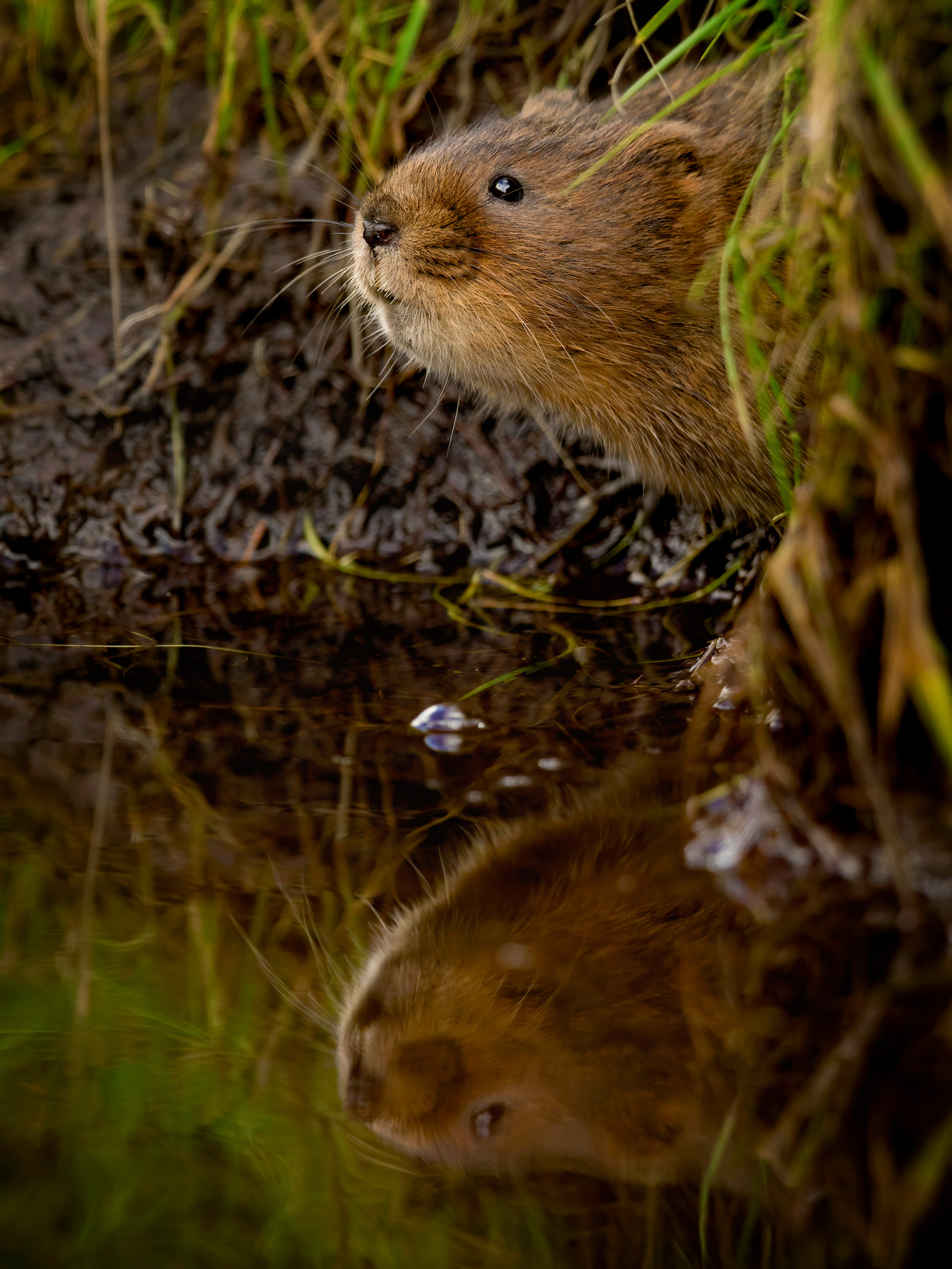 Peeping-Vole-