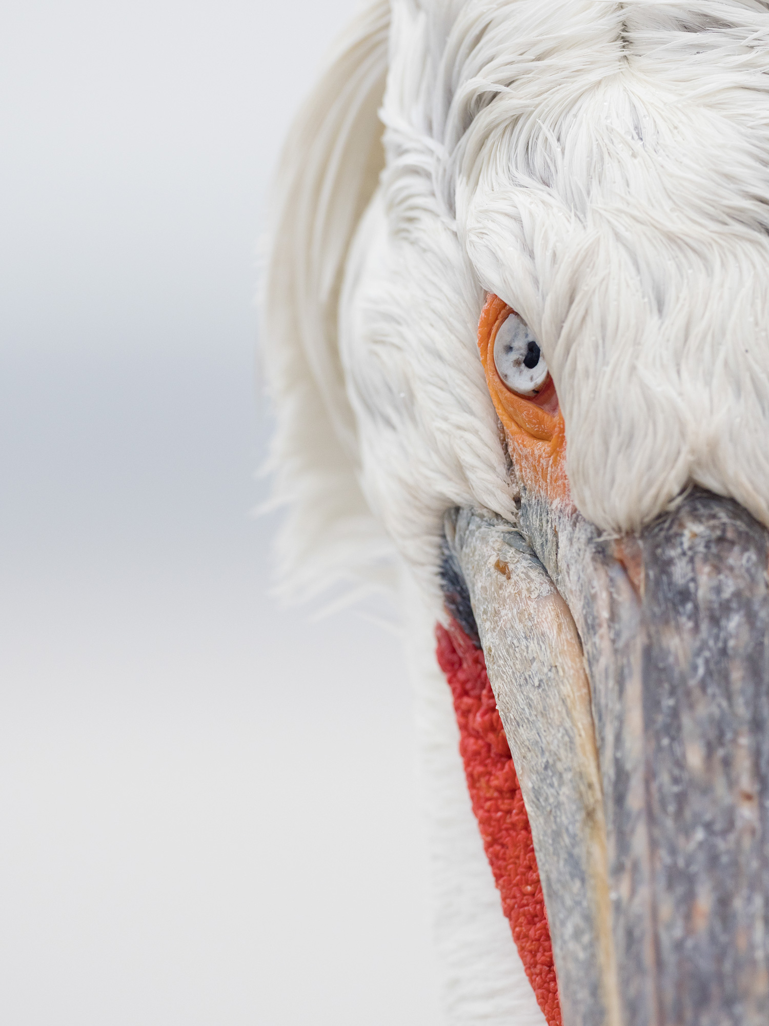 Dalmatian Pelican Lake Kerkini Photographic Tour Lake Kerkini Dalmatian Pelican Wildlife Photography Workshop Tour