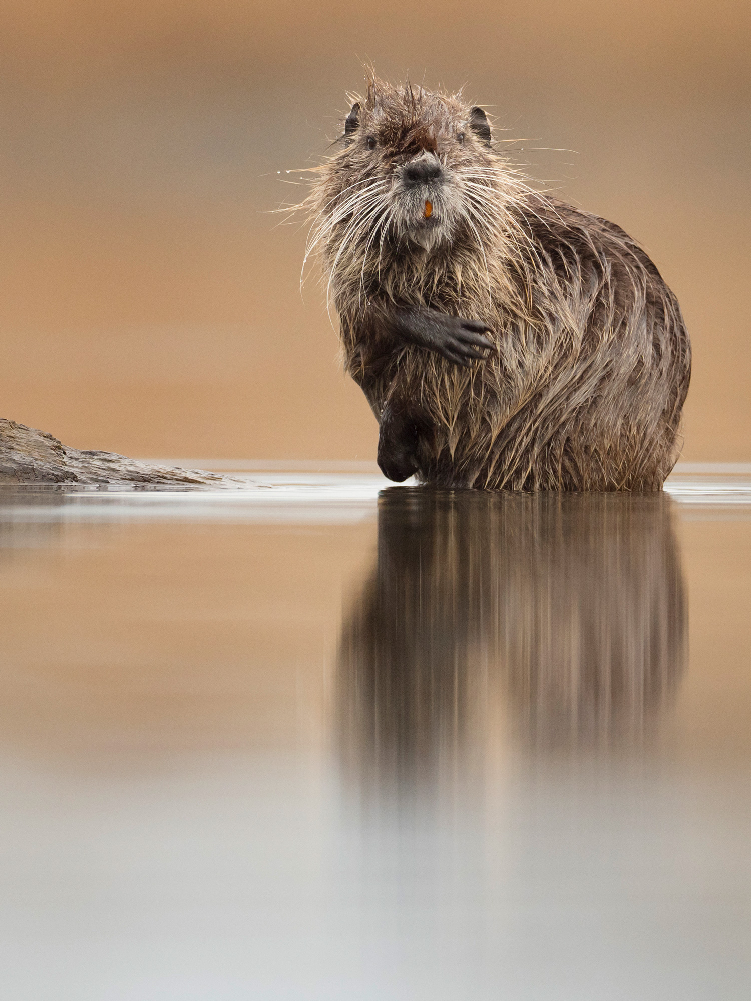 Coypu Lake Kerkini Photographic Tour Lake Kerkini Wildlife Photography Workshop Tour Coypu Nutria