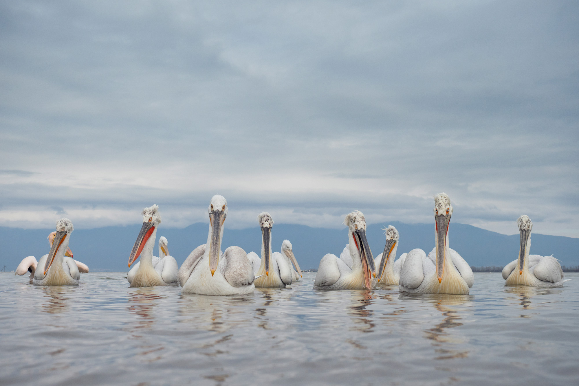 Dalmatian Pelican Lake Kerkini Photographic Tour Lake Kerkini Dalmatian Pelican Wildlife Photography Workshop Tour