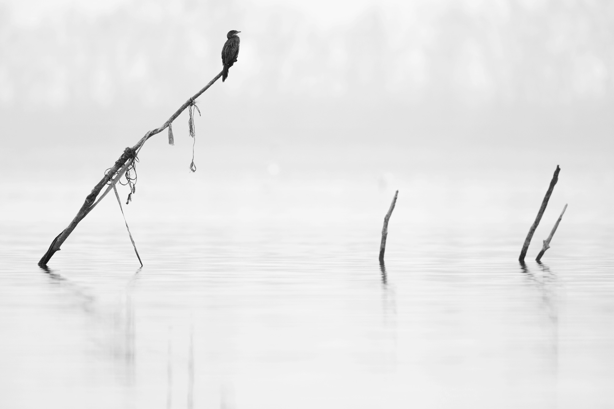 Pygmy Cormorant Lake Kerkini Photographic Tour Lake Kerkini Pygmy Cormorant Wildlife Photography Workshop Tour