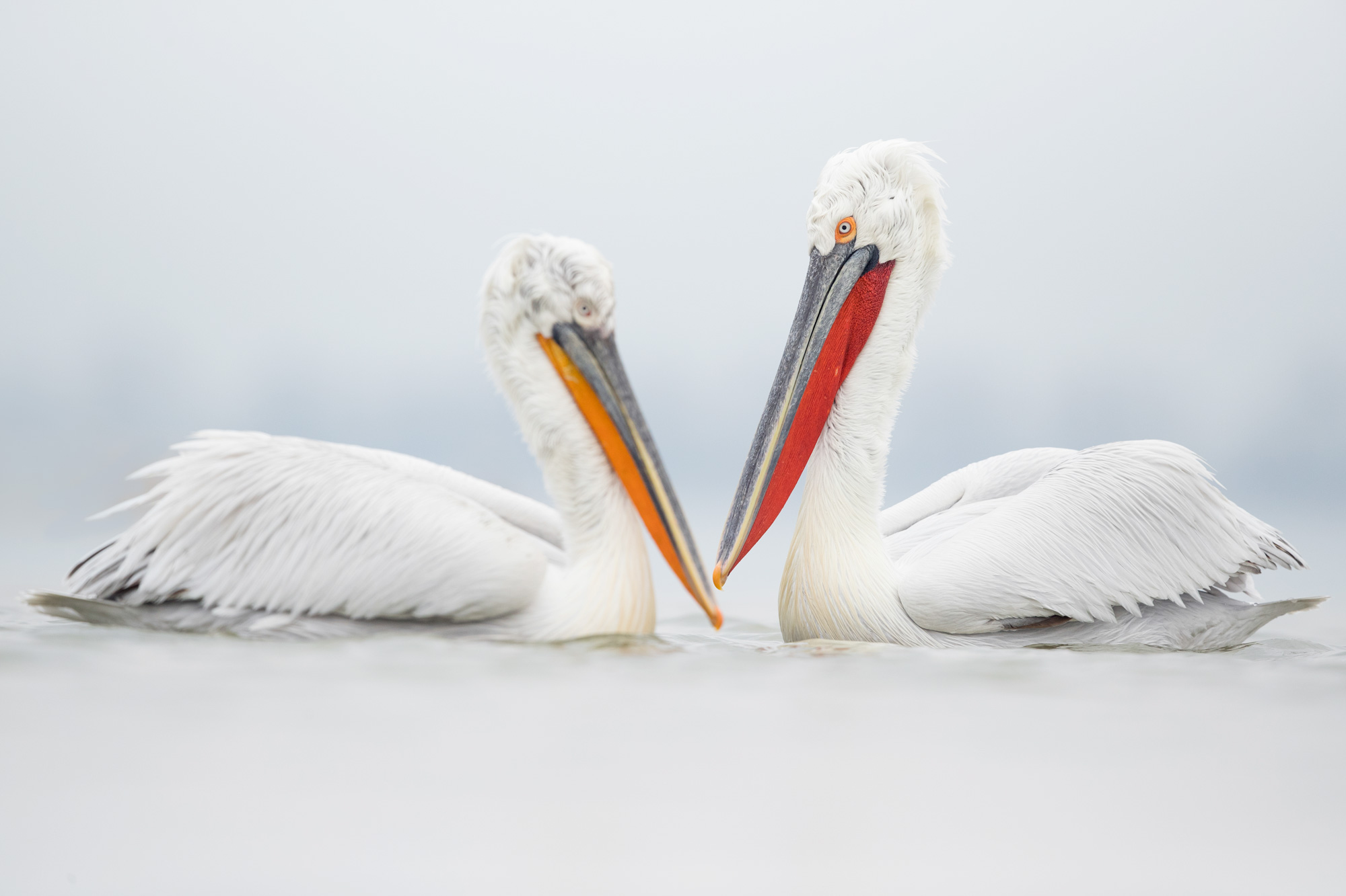 Dalmatian Pelican Lake Kerkini Photographic Tour Lake Kerkini Dalmatian Pelican Wildlife Photography Workshop Tour