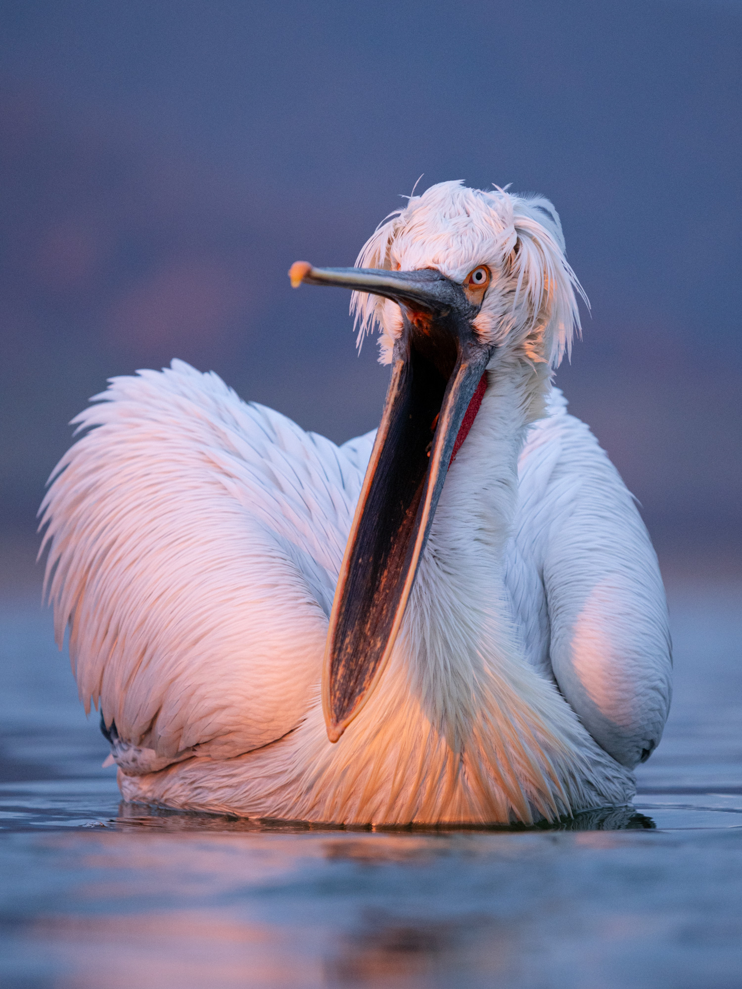 Dalmatian Pelican Lake Kerkini Photographic Tour Lake Kerkini Dalmatian Pelican Wildlife Photography Workshop Tour