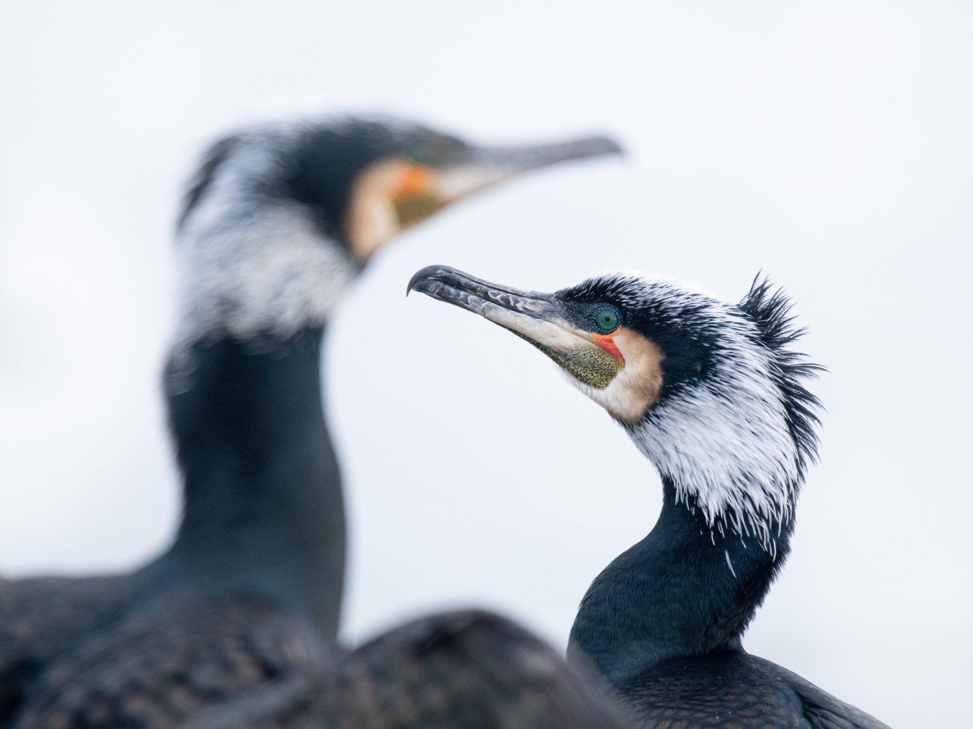 Great Cormorant Lake Kerkini Photographic Tour Lake Kerkini Great Cormorant Wildlife Photography Workshop Tour