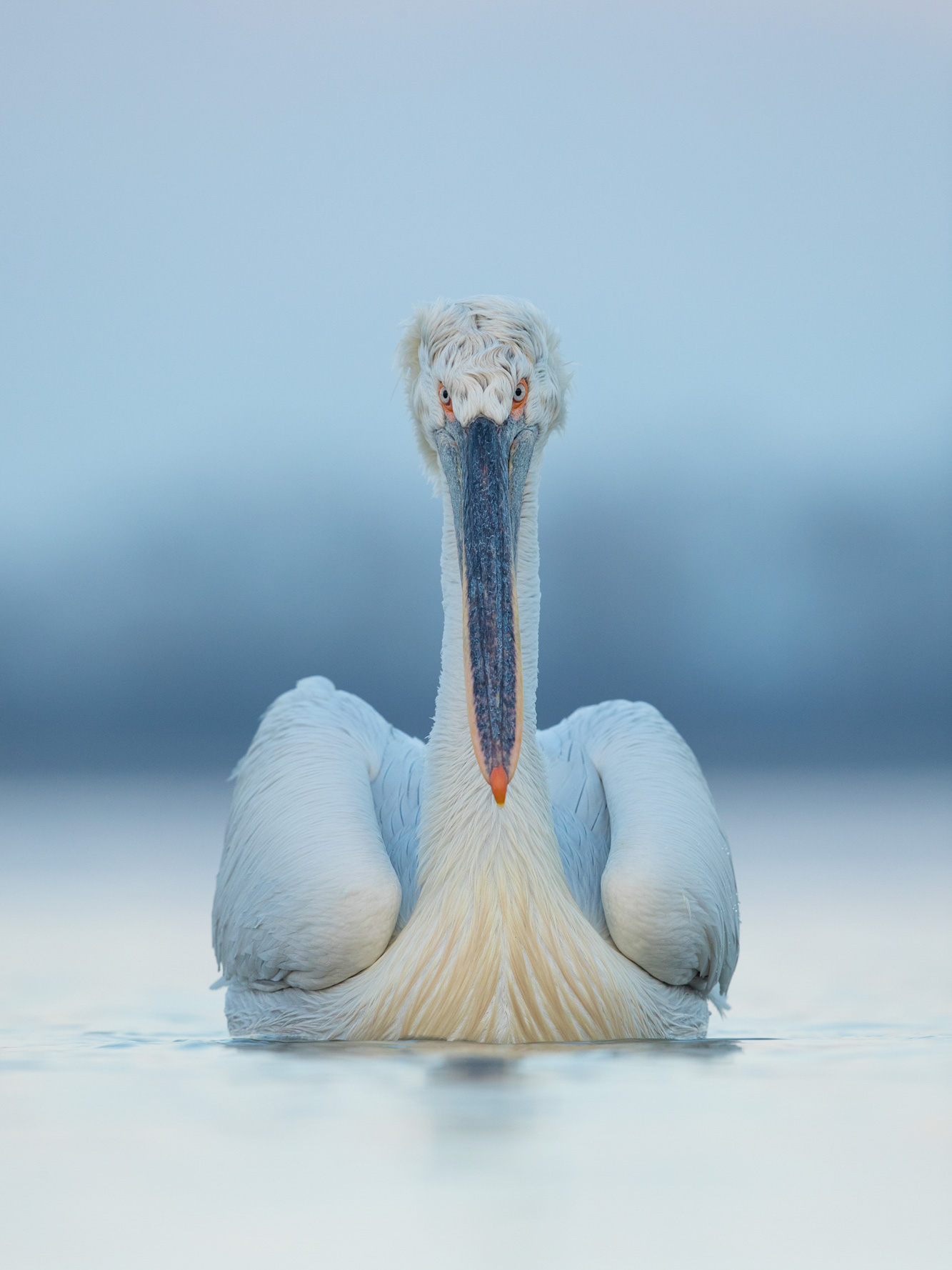 Dalmatian Pelican Lake Kerkini Photographic Tour Lake Kerkini Dalmatian Pelican Wildlife Photography Workshop Tour