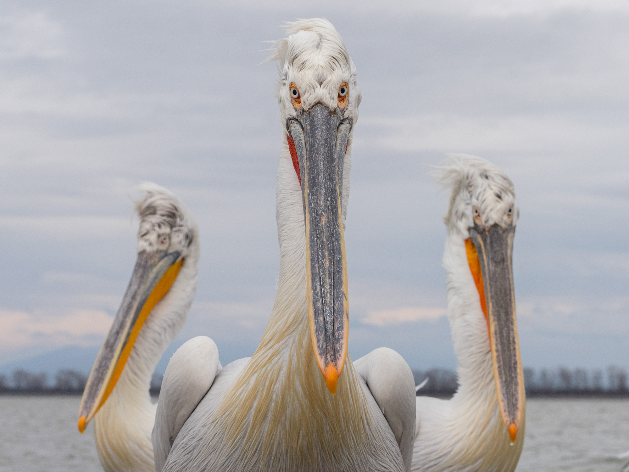 Dalmatian Pelican Lake Kerkini Photographic Tour Lake Kerkini Dalmatian Pelican Wildlife Photography Workshop Tour
