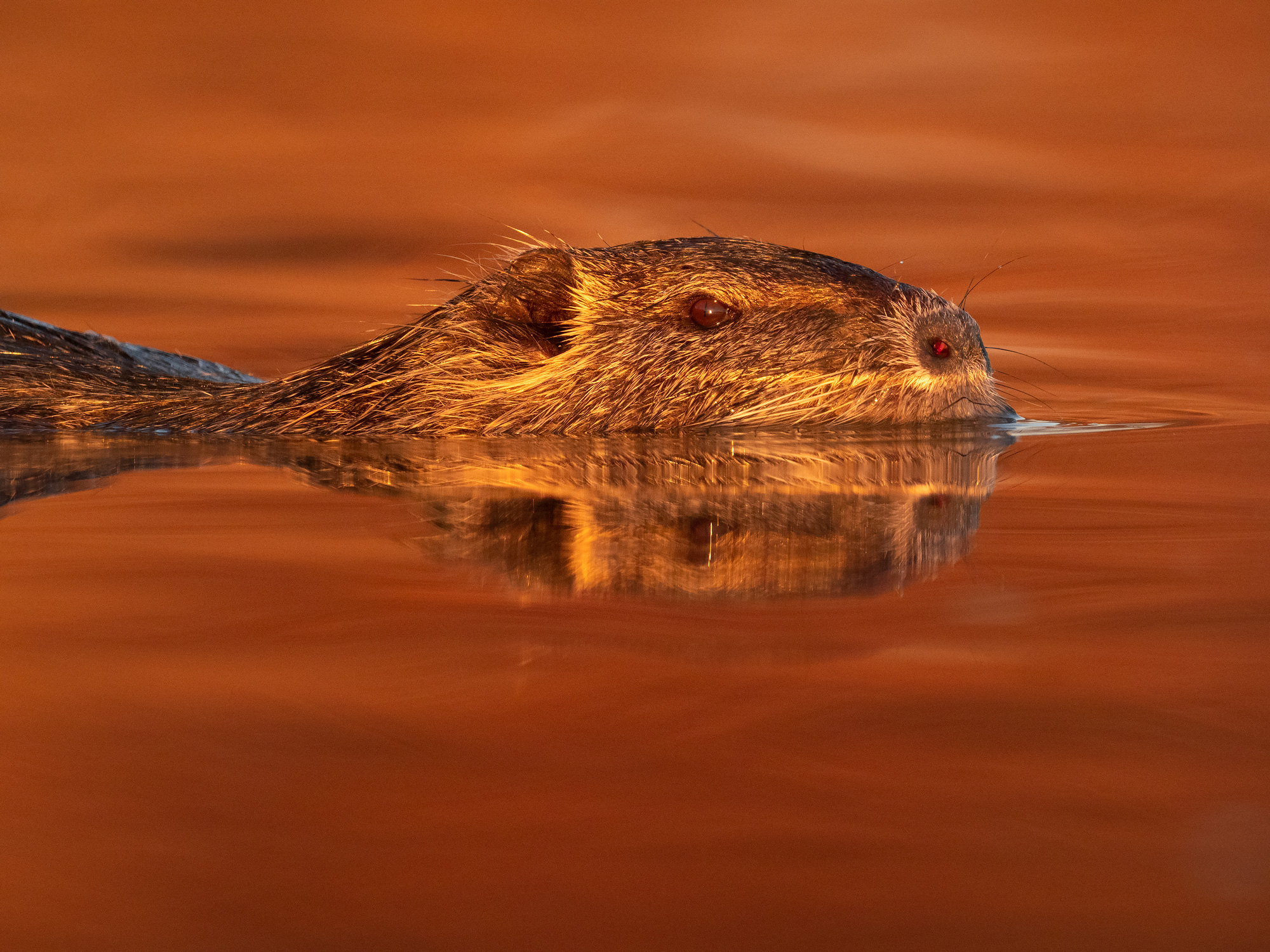 Coypu Lake Kerkini Photographic Tour Lake Kerkini Wildlife Photography Workshop Tour Coypu Nutria