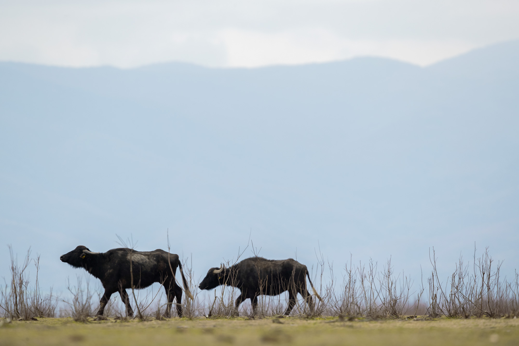Water Buffalo Lake Kerkini Photographic Tour Lake Kerkini Water Buffalo Wildlife Photography Workshop Tour