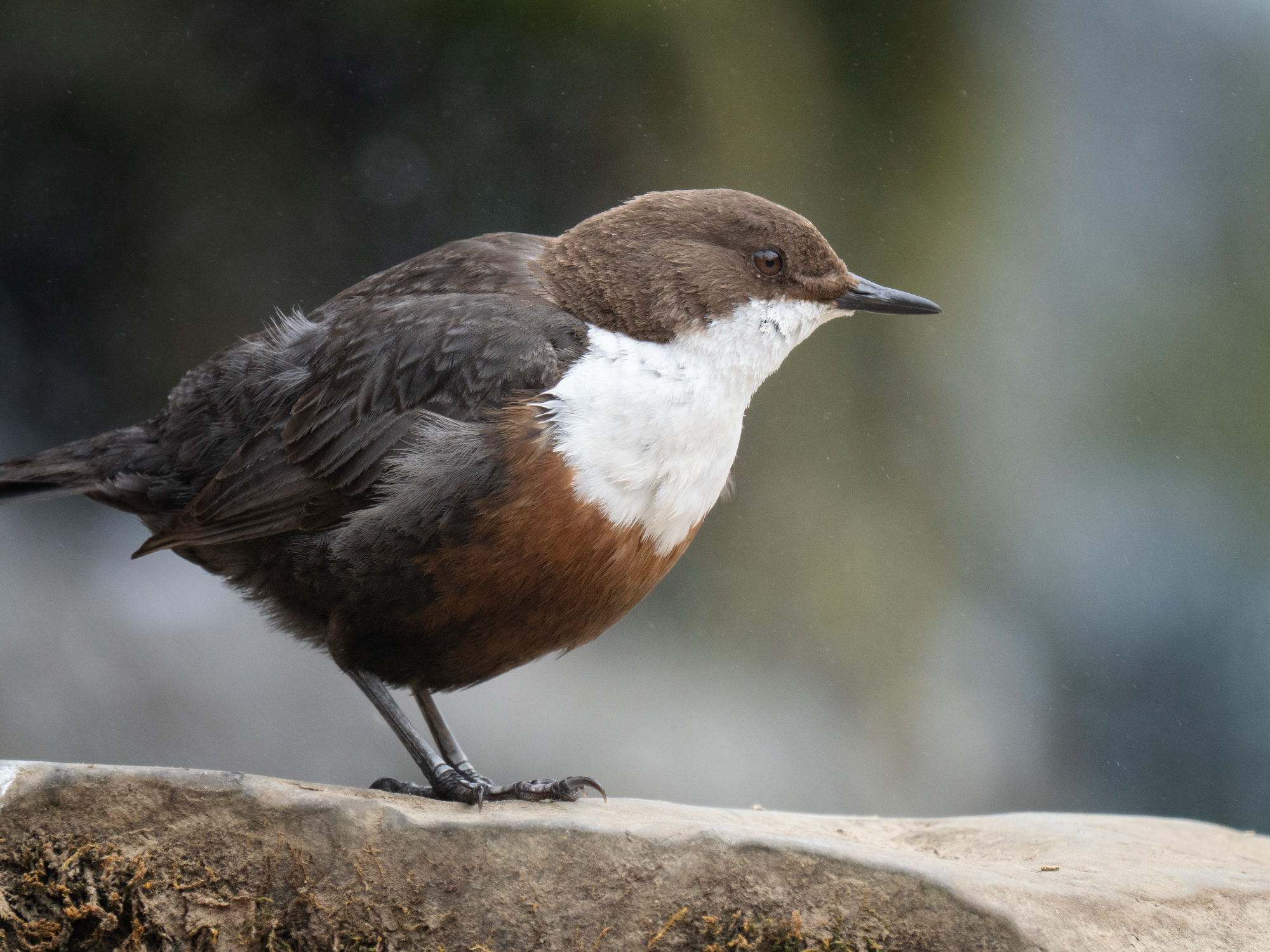 Dipper-1