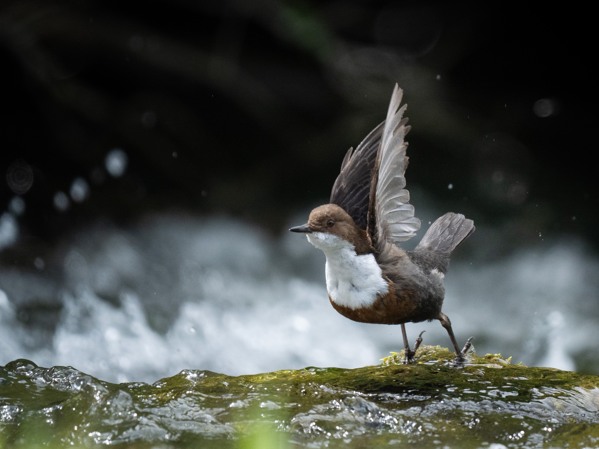 Dipper-10