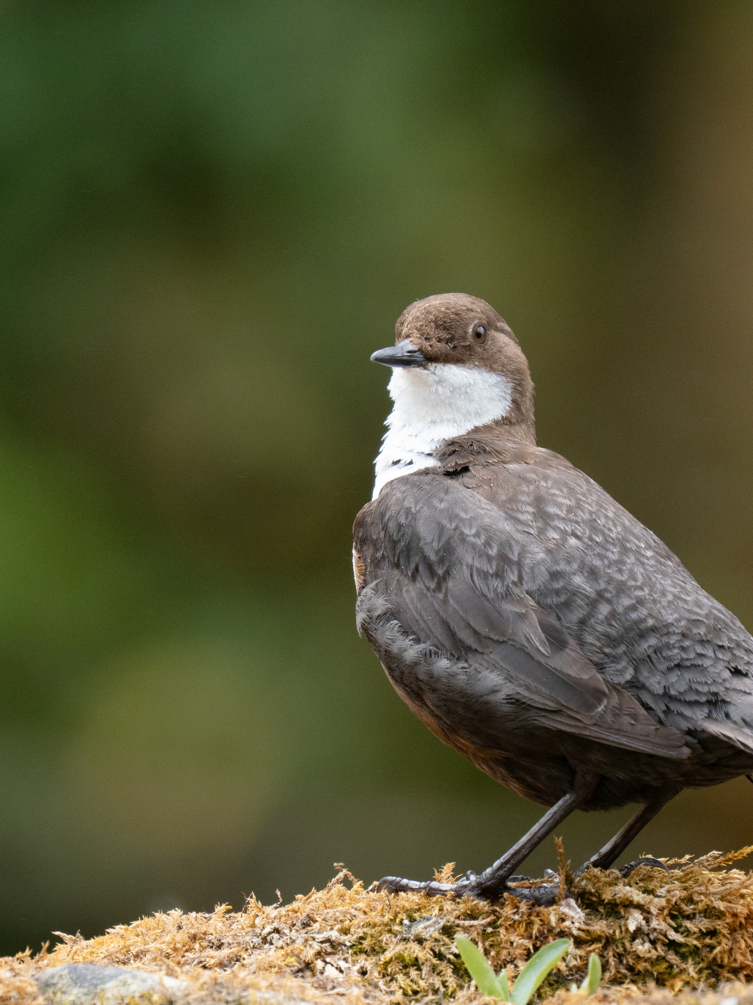 Dipper-13