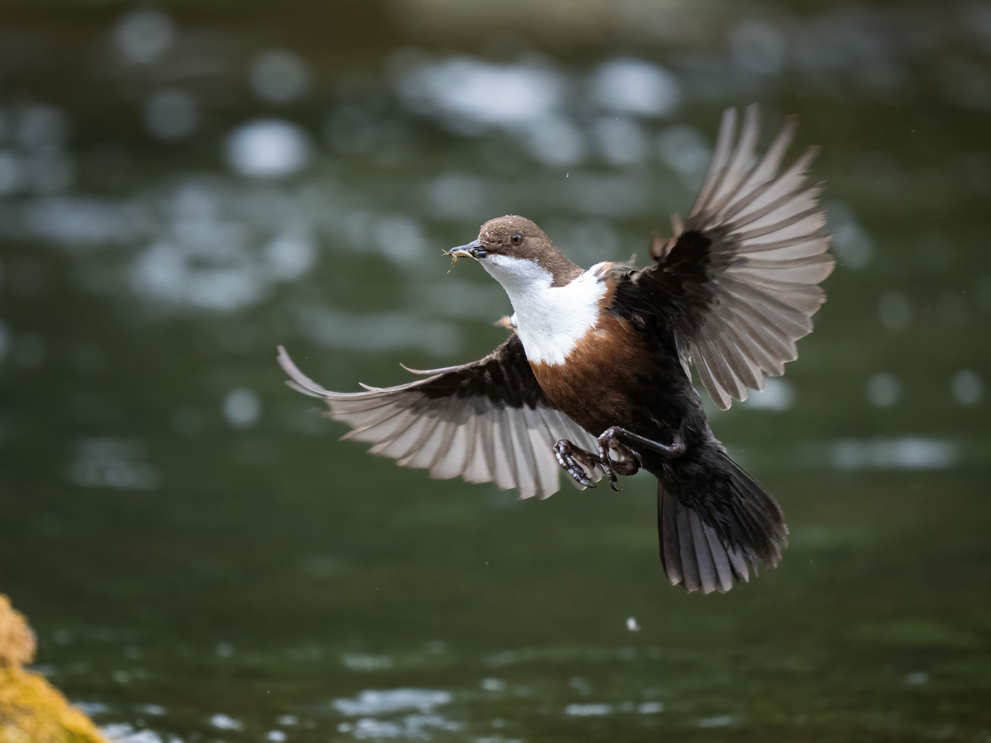 Dipper-3