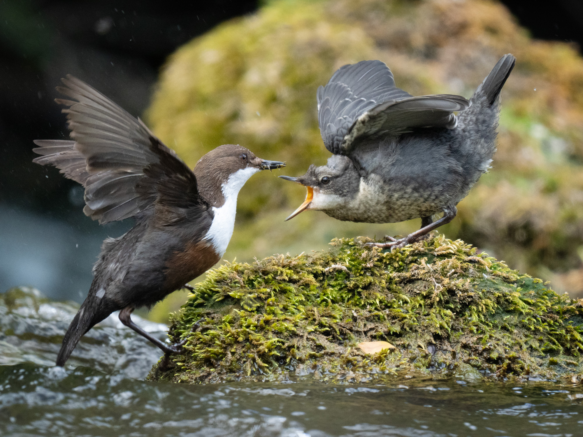 Dipper-6
