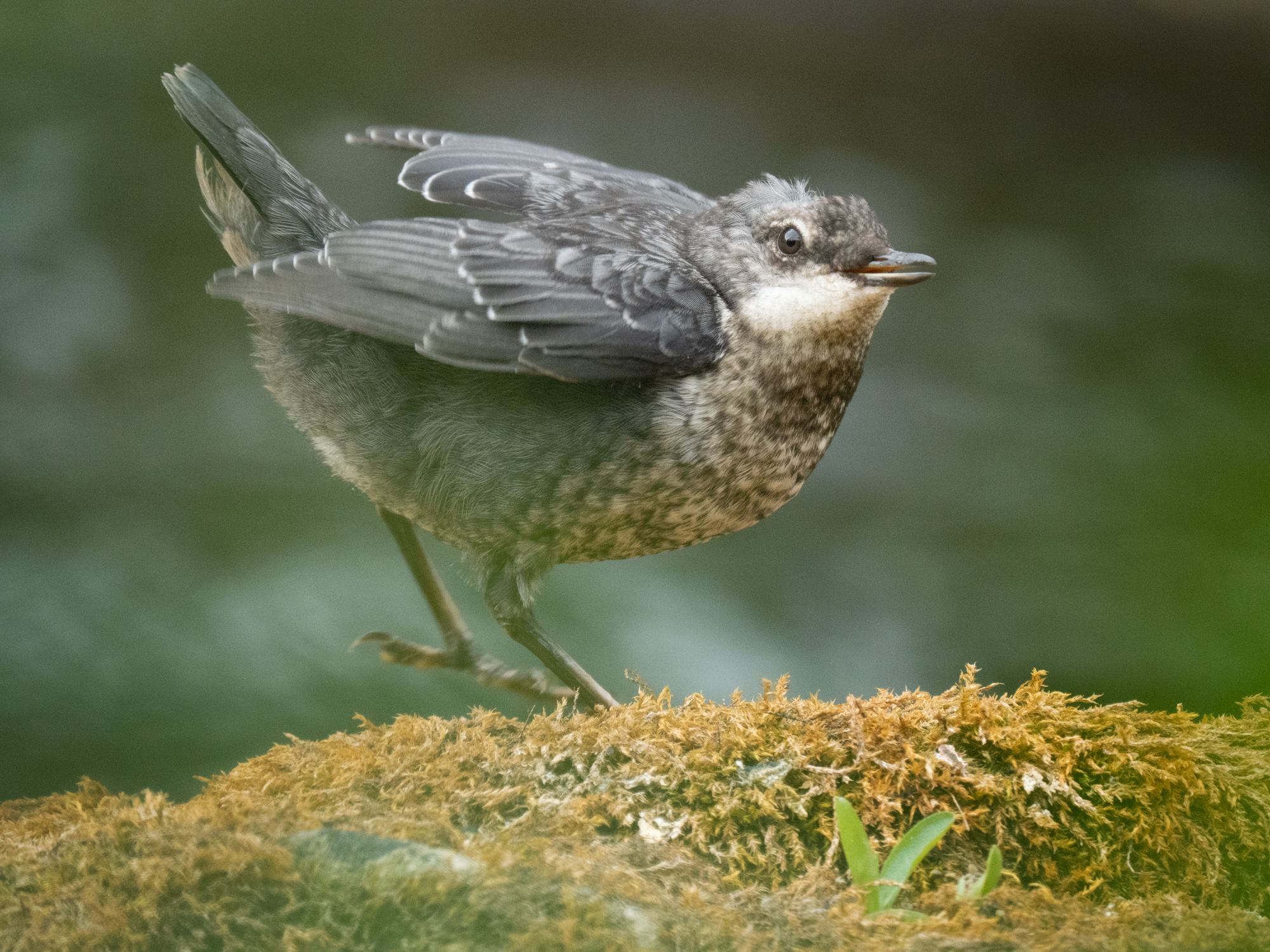 Dipper-8
