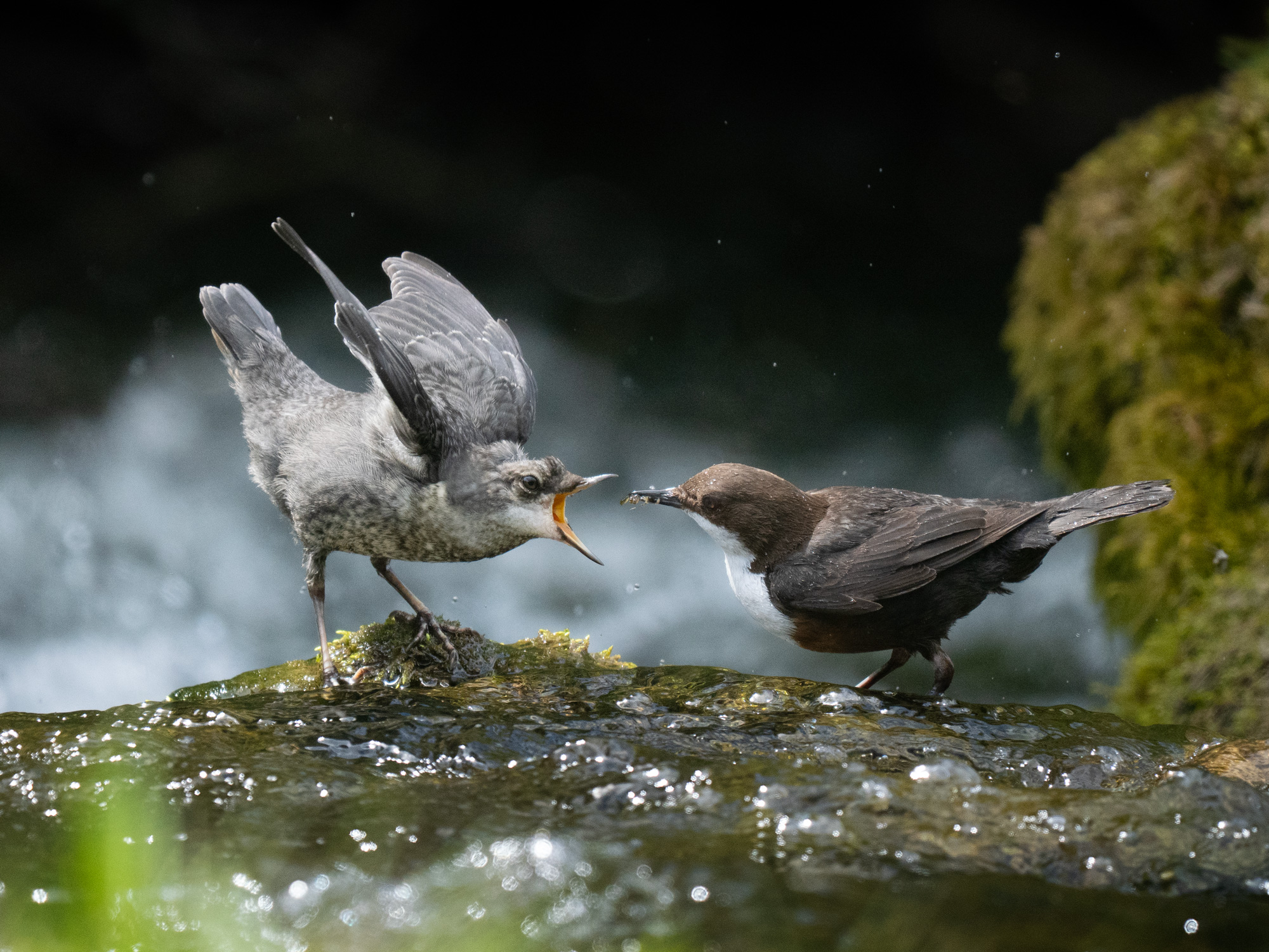 Dipper-9