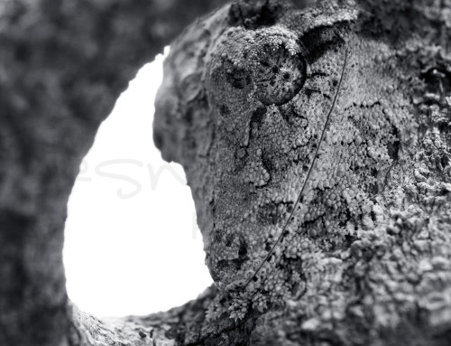 What Do You See?