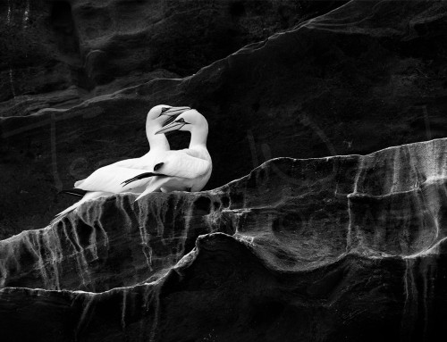 Artistic Edges