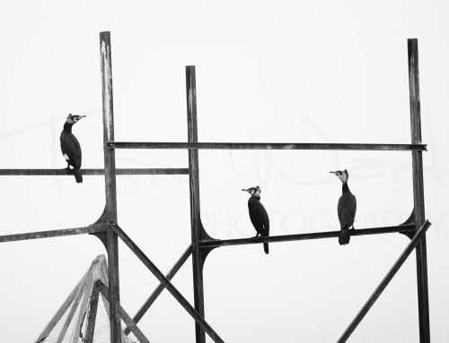 Framed Cormorants