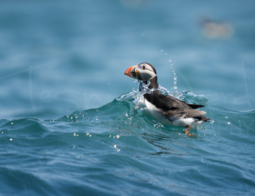 Riding the Waves