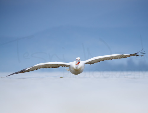 Soaring
