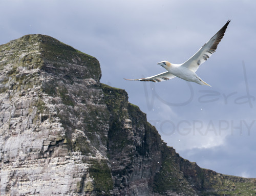 Soaring Noss