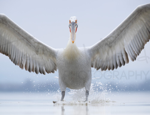 The Arrival